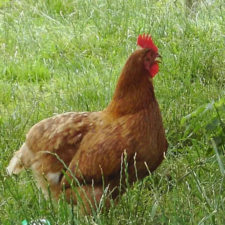 Bauernhof Grain 3*